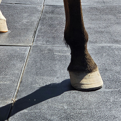 Piso de hule para caballerizas 1x1 m y 15 mm