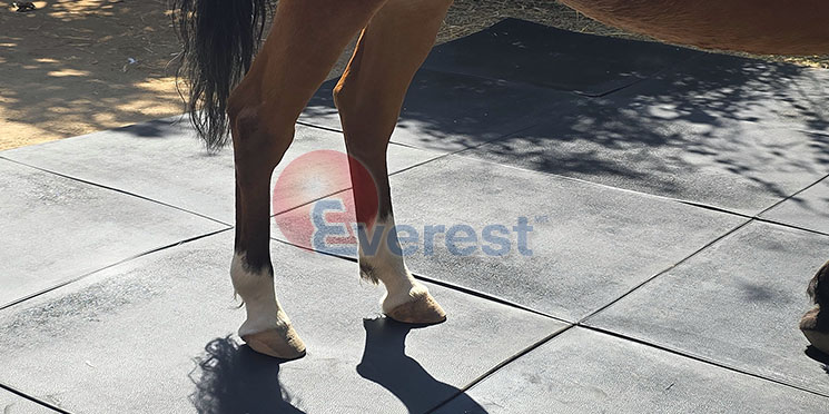 Piso de caucho instalado en establo para caballos